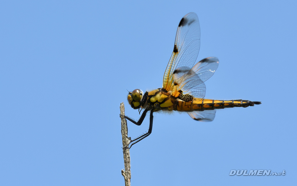 Four-spotted Chaser (Libellula quadrimaculata)